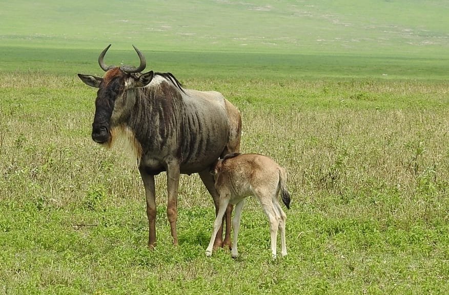 A wildebeest cow standing in green grass with her young calf suckling beside her