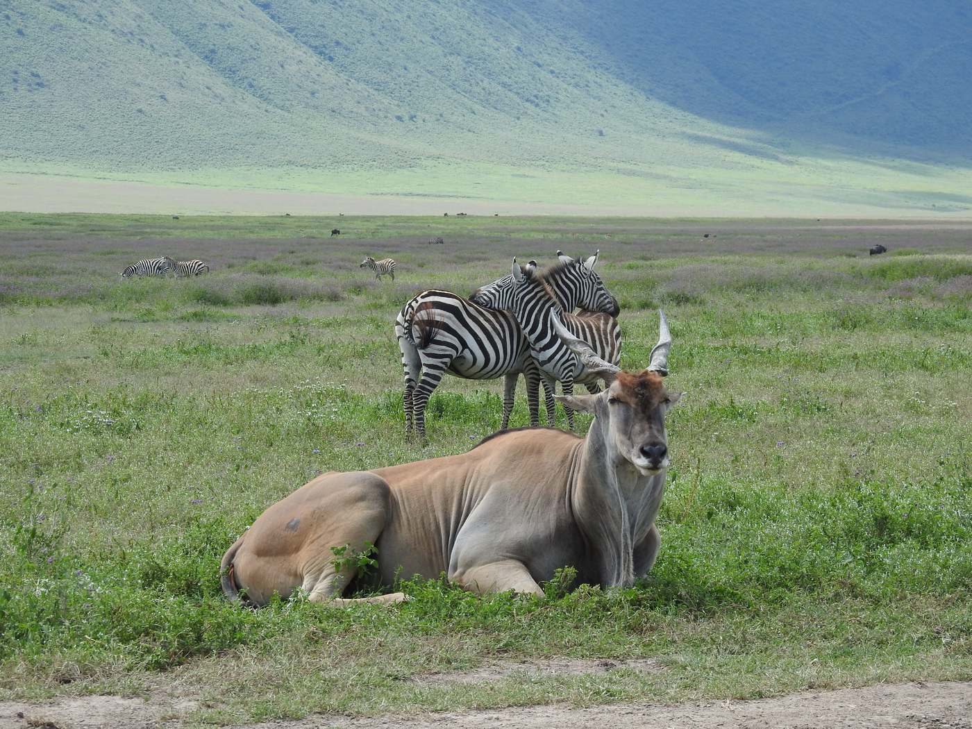 An eland resting in the grass of the Ngorongoro Crater with zebra behind and the crater wall rising in the distance