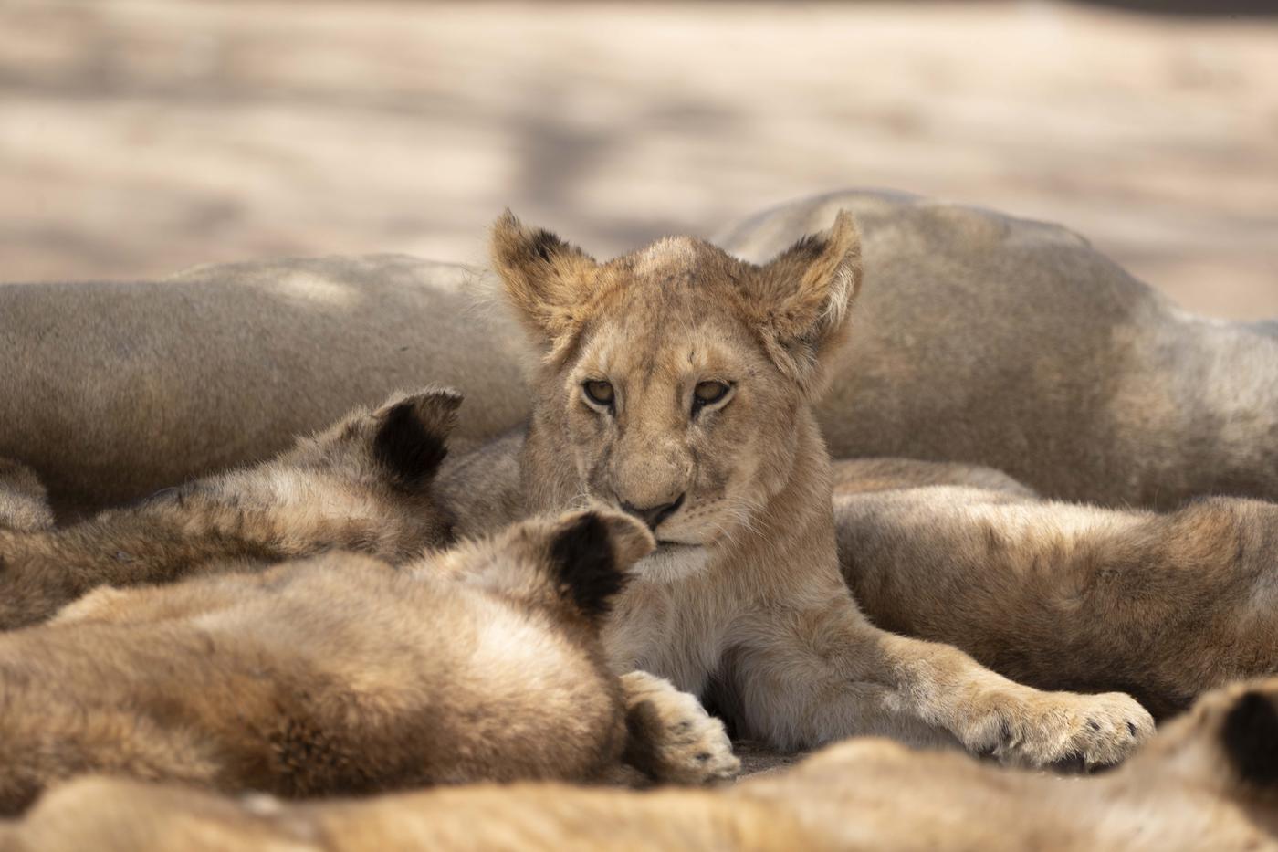 A lion cub lying awake against the sleeping pride