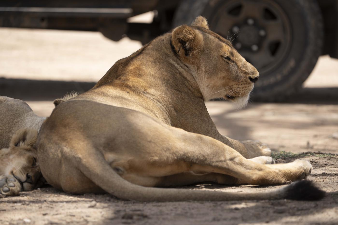 A lioness resting in the shade a few feet from the wheel of a stationary safari vehicle