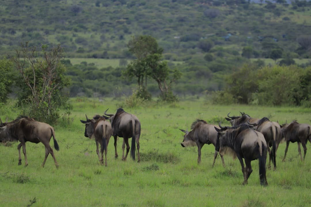 Wildebeest walking across bright green grass with wooded green hills behind them in the wet season