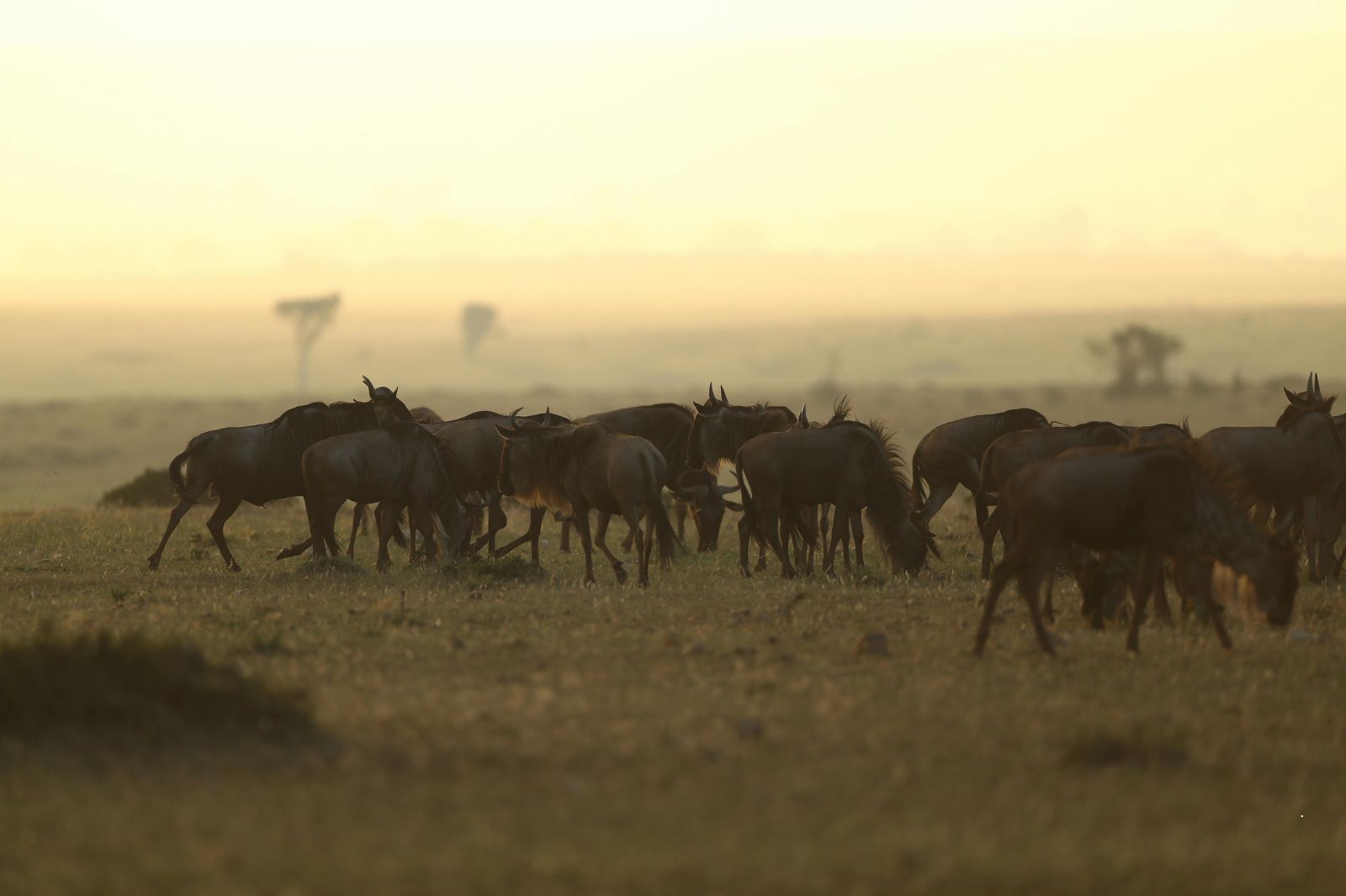 A wildebeest herd grazing on the plains at golden hour, acacias in the haze behind them
